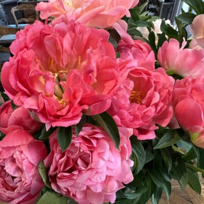 Peonies and Pinot evening - Friday 17th Oct, 5-7pm Nga Waka Vineyard