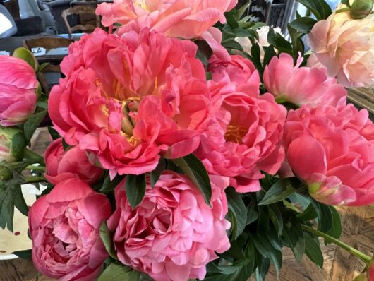 Peonies and Pinot evening - Friday 17th Oct, 5-7pm Nga Waka Vineyard